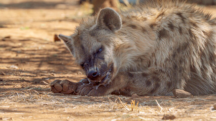 Close up of spotted hyena, Kgalagadi Transfrontier Park, South Africa