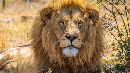 Close up of a lion, Kruger National Park, South Africa