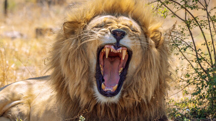 Close up of roaring lion, Kruger National Park, South Africa