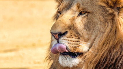 Close up of a lion, Kruger National Park, South Africa
