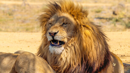 Close up of a lion, Kruger National Park, South Africa