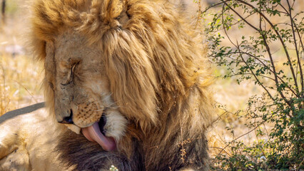 Close up of a lion, Kruger National Park, South Africa