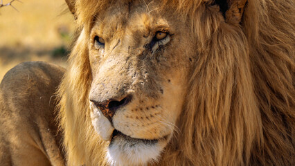 Close up of a lion, Kruger National Park, South Africa
