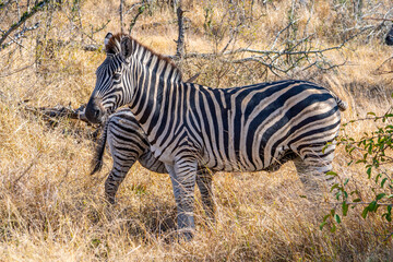 Zebras in Kruger National Park, South Africa