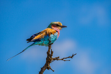 Lilac breasted roller, in Kruger National Park, South Africa