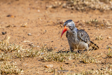 The red-billed hornbill, in South Africa