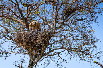 Cape vulture, or Cape griffon, Kruger National Park, South Africa