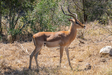 Impala or rooibok, Kruger National Park, South Africa