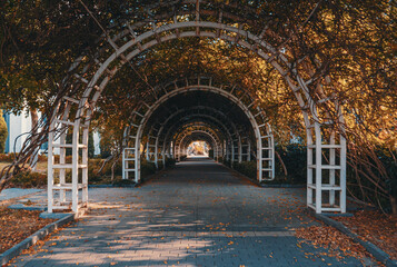 A serene pathway lined with trellises and autumn foliage.
