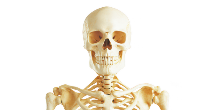 Human Skeleton Model for Educational Purposes