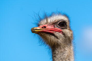 Closeup of Ostrich, Addo Elephant National Park, South Africa