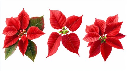 Flowers of poinsettias isolated on transparent background, generative AI