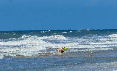 Spielender Hund im Meer