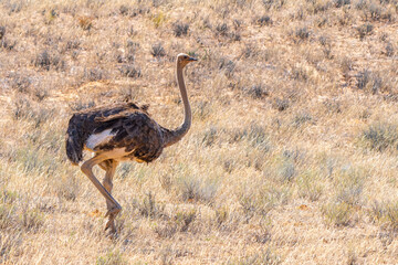 Fototapeta premium Ostrich in Kgalagadi Transfrontier Park, South Africa