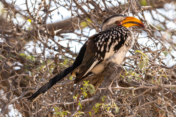 Southern yellow billed hornbill, Kgalagadi Transfrontier Park, South Africa