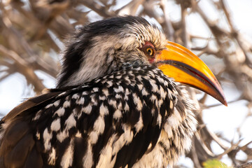 Southern yellow billed hornbill, Kgalagadi Transfrontier Park, South Africa