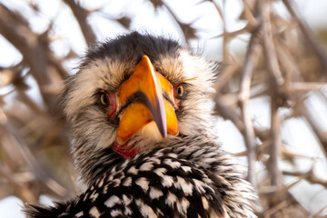 Southern yellow billed hornbill, Kgalagadi Transfrontier Park, South Africa