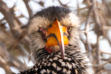 Southern yellow billed hornbill, Kgalagadi Transfrontier Park, South Africa © NICOLA
