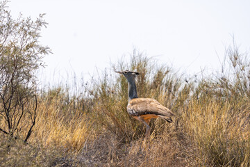 Kori bustard, or Ardeotis kori, Kgalagadi Transfrontier Park, South Africa