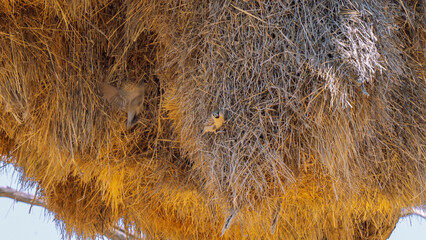 Sociable Weaver building the nest in Kgalagadi Park, South Africa