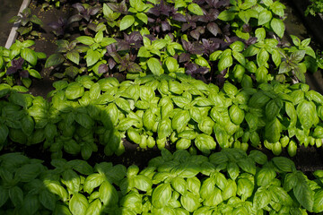 Fototapeta premium beds of green and purple basil in the greenhouse. fresh natural basil, top view, background or texture.