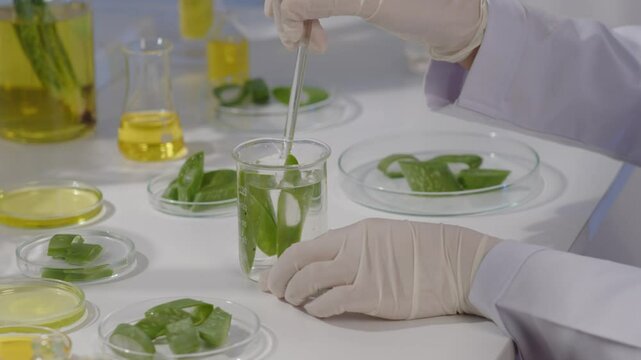 Template video of a modern lab aloe vera experiment shows a scientist stirring a beaker containing aloe vera slices soaked in clear solution, surrounded by aloe vera samples and containers of solution