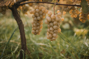 Harvesting white grape in the vineyard by sunny weather. High quality photo
