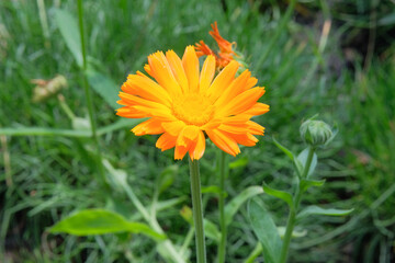 Flower of Calendula officinalis is growing in garden. Countryside garden. Bright floral background. Blooming daisy. Medicine wildflowers in meadow.