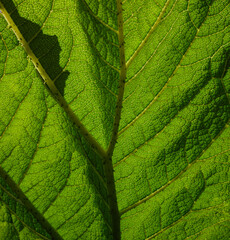 Detail of a Chilean rhubarb leaf also known as Giant rhubarb
