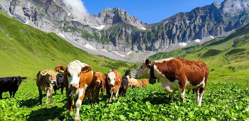 Naklejka premium Cows grazing at Blackenalp over Engelberg in the Swiss alps
