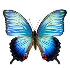 butterfly image without background. Ai generated 