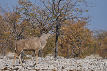 Male Greater Kudu (Tragelaphus strepsiceros) in Etosha National Park, Namibia