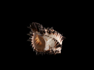 seashell on black background