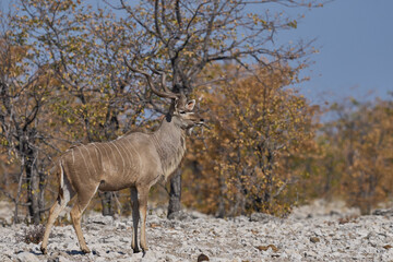 Male Greater Kudu (Tragelaphus strepsiceros) in Etosha National Park, Namibia