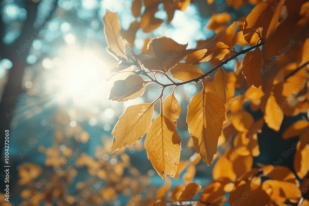 Poster close-up of autumn leaves with sunlight filtering through the branches, creating a vivid display of 