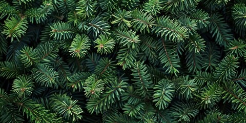 Fir tree branches nature forest pine.
