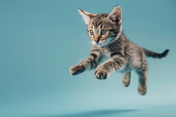 Obraz premium Jumping Cat on Blue Plain Background