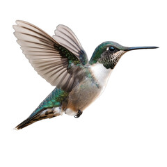 Fototapeta premium Hummingbird