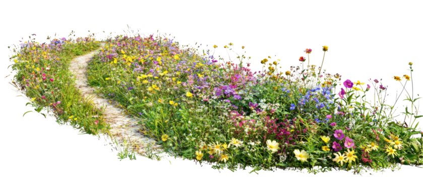 Colorful wildflower path with vibrant blooms, white isolated background.