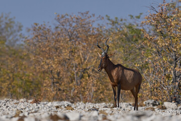 Red Hartebeest (Alcelaphus buselaphus caama ) approaching a waterhole in Etosha National Park, Namibia   