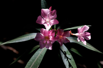 Blühende Oleander Pflanze in der Natur