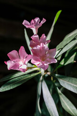 Blühende Oleander Pflanze in der Natur