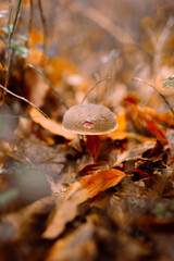 Cute mushroom under the autumn forest. High quality photo