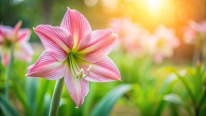 Fototapeta premium Pink Amaryllis flower blooms in garden with soft focus double flowers background