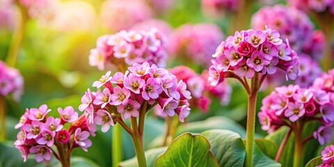 Fototapeta premium Pink flowers of Bergenia crassifolia in a spring garden with selective focus