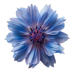Blue Flower on White Background