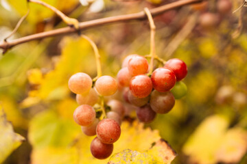 A close-up of ripe red and purple grapes hanging from a vine in the warm sunlight. High quality...