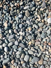 Assorted smooth pebbles spread across a natural beach surface creating a textured coastal landscape