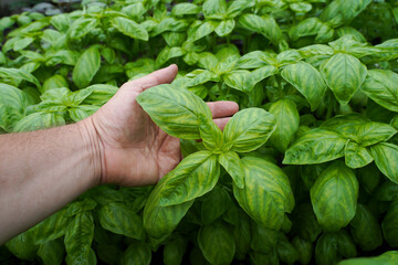 Man's hand holds basil growing in a garden bed. Healthy eating and an eco-friendly lifestyle, growing fresh greens in the garden.   