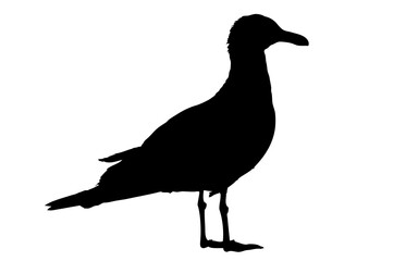 Silhouette einer Möwe, freigestellt, transparent ohne Hintergrund
